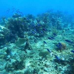 Utila Dive Certification + La Ceiba Adventure
