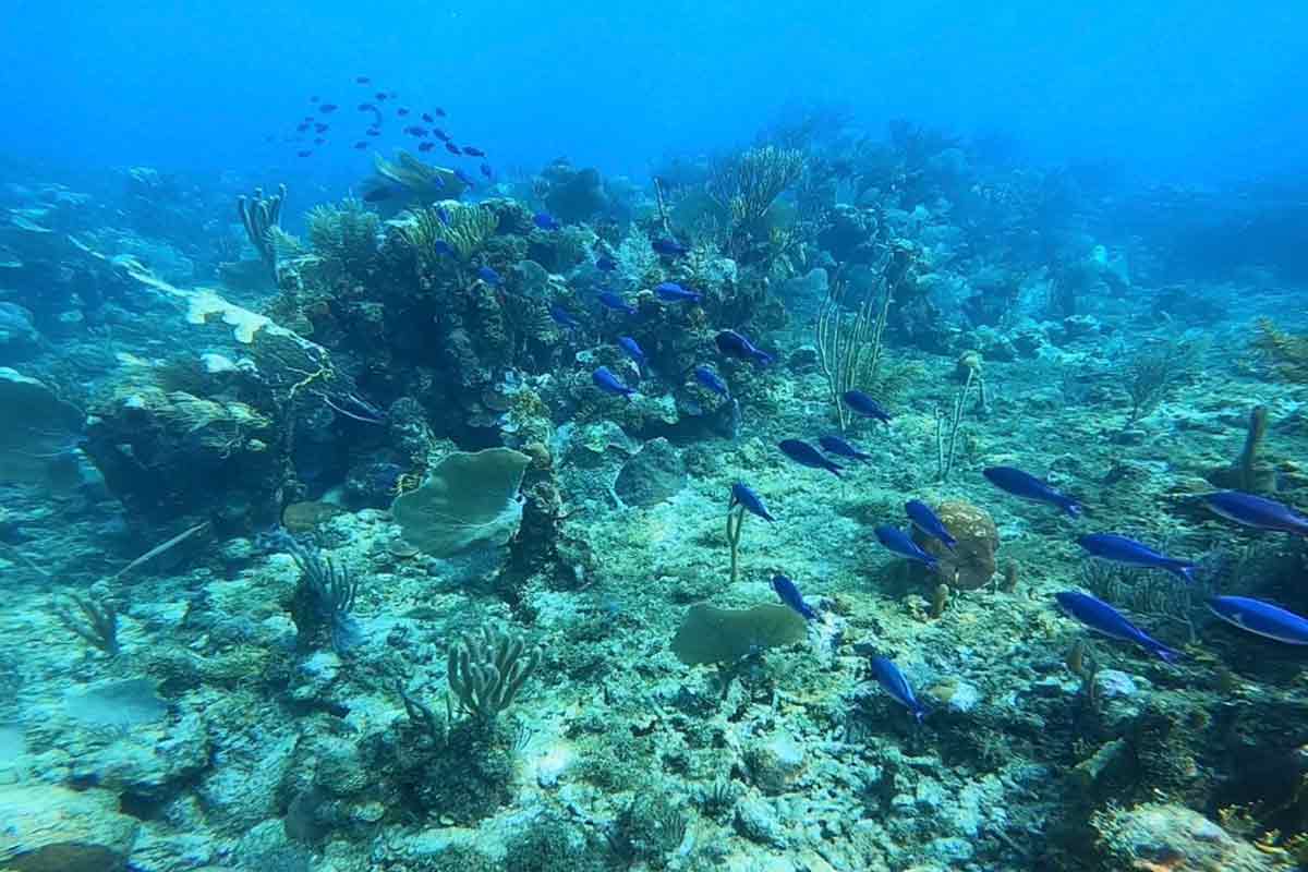 Coral reef and tropical fish, Utila