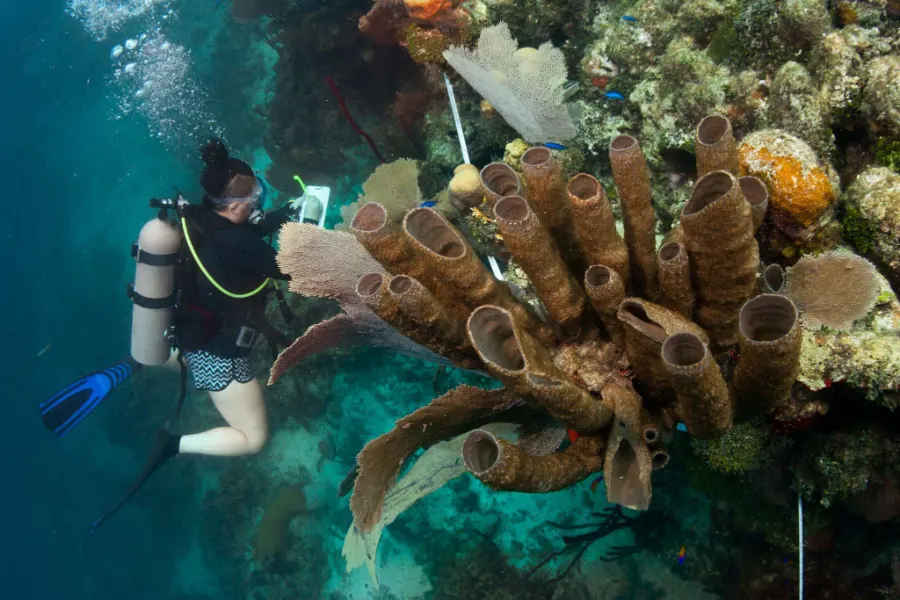 Diver among coral and sponges, Utila
